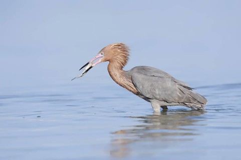 Blue-footed Heron or Reddish Egret (Dichromanassa rufescens, Egretta rufescens) with preyed fish,