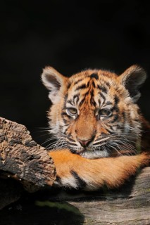 Sumatran tiger (Panthera tigris sumatrae), young, captive, native to Sumatra, Indonesia, Asia