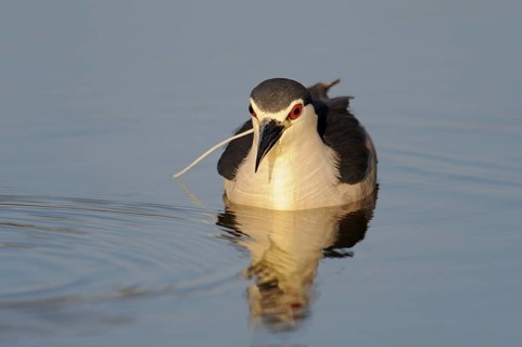 Black crowned night heron (Nycticorax nycticorax) swimming, Lake Kerkini, Greece, Europe