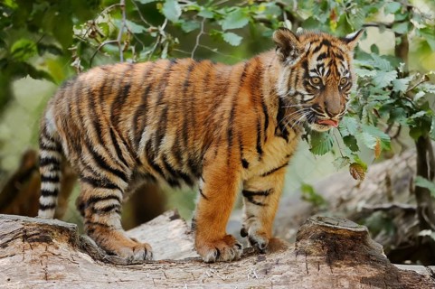 Sumatran tiger (Panthera tigris sumatrae), young, captive, native to Sumatra, Indonesia, Asia
