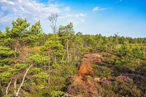 Peat bog landscape with pine trees and flowering heather (Calluna vulgaris) in the summer