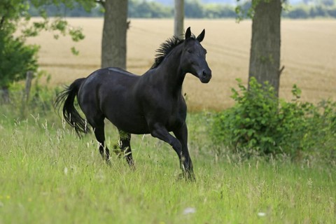 Westphalian Warmblood, Westphalian