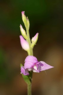 Red helleborine (Cephalanthera rubra), flower, Provence, Southern France, France, Europe