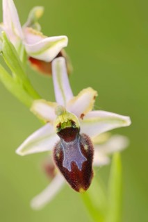 Ragwort in splendour (Ophrys splendida), flower, Provence, southern France