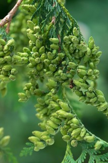 Seed stand on a branch of the arborvitae (Thuja), Bavaria, Germany, Europe