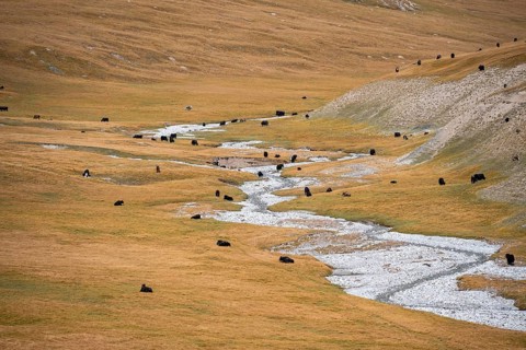 Yaks in the mountain valley in the Keltan Mountains, Sary Beles Mountains, Tien Shan, Naryn