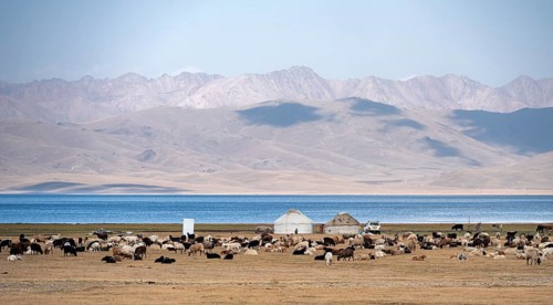 Yurts with sheep in the highlands, Song Kul mountain lake, Naryn region, Kyrgyzstan, Asia