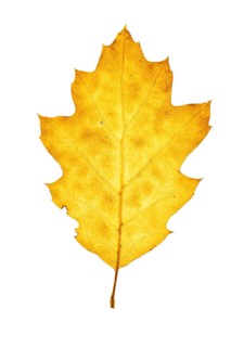 Autumn-coloured leaf of an American white oak (Quercus alba), tree, free-standing, Vechta, Lower