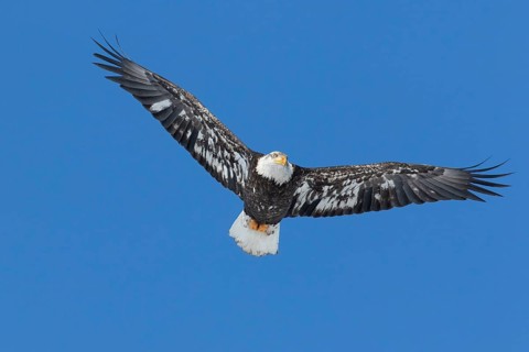 Juvenile bald eagle (Haliaeetus leucocephalus) flying under a blue sky. Region of Lanaudiere.