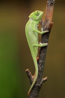 Veiled chameleon (Chamaeleo calyptratus), juvenile, captive, occurring on the Arabian Peninsula
