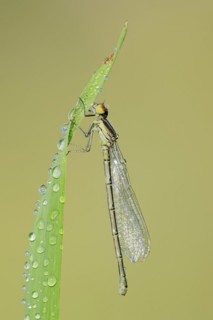 Small red-eyed damselfly (Erythromma viridulum), female, North Rhine-Westphalia, Germany, Europe