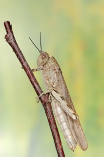 Egyptian locust (Anacridium aegyptium), Camargue, Provence, southern France