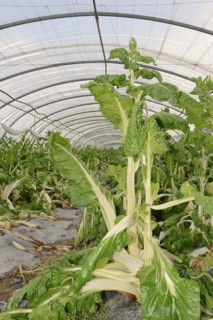 Chard (Beta vulgaris subsp. vulgaris) in a greenhouse, Provence, southern France
