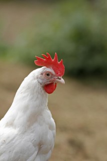 Domestic fowl (Gallus gallus)