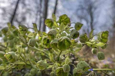Palm-leaf hellebore (Helleborus foetidus), Franconia, Bavaria, Germany, Europe
