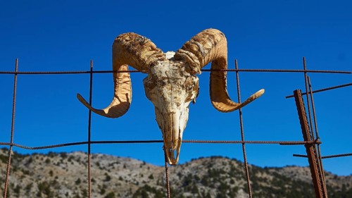 Niatos Plateau, animal head skull with curved horns presented on a fence, near Askifou, Sfakia,