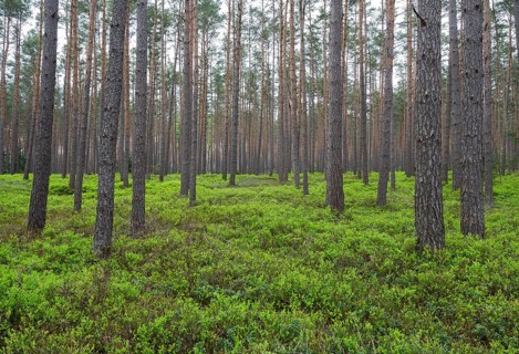 Pine forest, Scots pine (Pinus sylvestris), forest, blueberry bushes, european blueberry (Vaccinium