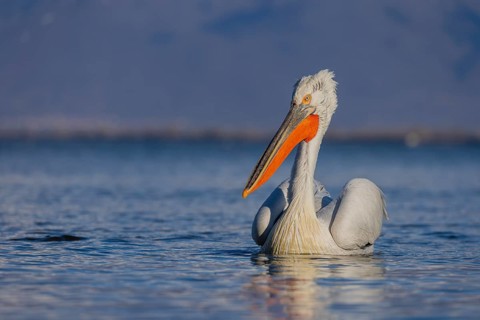 Dalmatian Pelican (Pelecanus crispus), swimming, orange throat pouch, Lake Kerkini, Greece, Europe