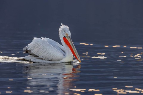 Dalmatian pelican (Pelecanus crispus), swimming in the evening light, magnificent plumage, red