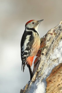 Middle spotted woodpecker (Dendrocopos medius), looking for food on snow-covered dead wood,