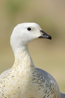 Upland goose (Chloephaga picta), male, portrait, captive, occurrence in South America