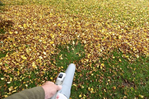 Remove withered leaves, autumn leaves in the garden, Schleswig-Holstein, Germany, Europe