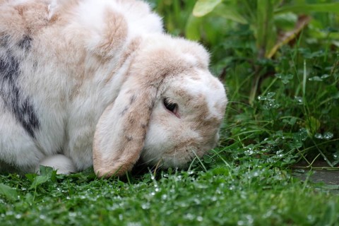 Rabbit (Oryctolagus cuniculus), ram rabbit, portrait, clover, dewdrops, The rabbit with floppy ears