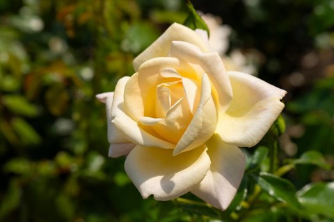 Hybrid tea rose (Rosa), North Rhine-Westphalia, Germany, Europe