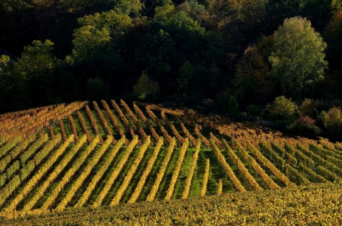 Vineyard, vines, grapevines, viticulture, graphic, autumn colouring, autumn, Kappelberg, Fellbach,