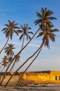 Coconut palms (Cocos nucifera) in the evening light on the beach of Salalah, Dhofar Province,