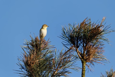 Willow Warbler (Phylloscopus trochilus), Germany, Europe