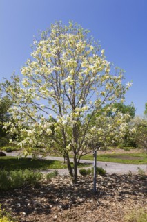Yellow flowering Magnolia 'Banana Split' tree in spring, Montreal Botanical Garden, Quebec, Canada,