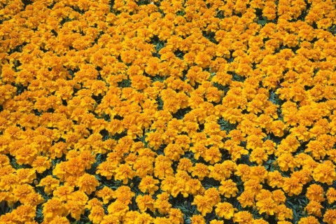 Tightly packed orange Tagetes, Marigold flowers growing in containers inside greenhouse in spring,