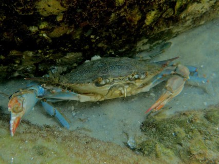 Atlantic blue crab (Callinectes sapidus), dive site John Pennekamp Coral Reef State Park, Key