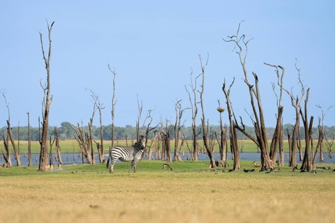 Single Zebra, Equus burchelli, is standing on front of dead trees right in front of the waterfront