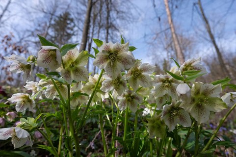 Oriental hellebore (Helleborus orientalis), Bavaria, Germany, Europe