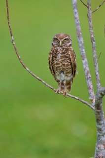 Burrowing owl (Speotyto cunicularia), sitting on a branch and observing the surroundings, Pembroke