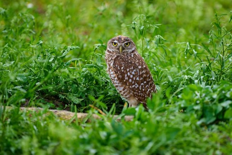 Burrowing owl (Speotyto cunicularia), sitting in a meadow, Pembroke Pines, Florida, USA, North