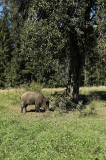 Wild boar (Sus scrofa) boar under pear tree in orchard, Allgäu, Bavaria, Germany, Allgäu, Bavaria,
