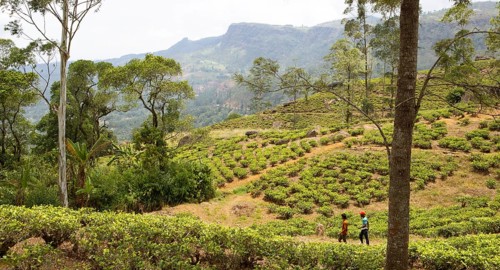 Tea plantation in Ramboda, Nuwara Eliya, Central Province, Sri Lanka, Asia