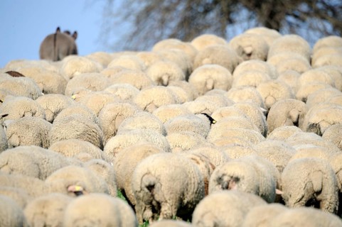 Merino sheep, sheep, sheep flock