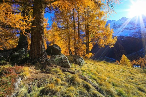 European larches ( Larix decidua) Larch, Larch forest, Valais, Switzerland, Europe