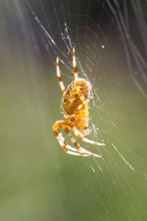 European garden spider (Araneus diadematus), side view, sitting in web, Ternitz, Lower Austria,