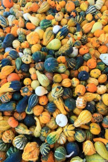 Ornamental pumpkins, ornamental pumpkin, pumpkin