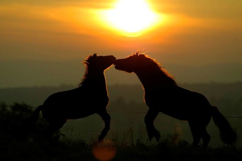 Islandic Horses at sunset, Icelandic ponies at sunset, Icelanders
