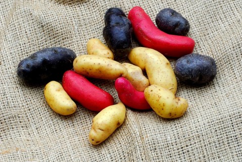 Potatoes (Solanum tuberosum) Vitelotte', 'Ollucos', 'Rat', blue French truffle potato, blue French