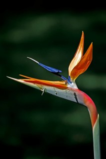 Strelitzia, Pantanal, Brazil, Bird of Paradise (Strelitzia reginae) Flower, South America