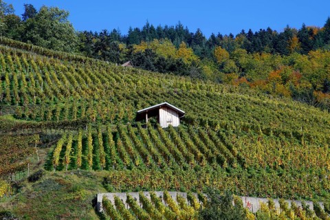 Vineyard with wooden hut, Glottertal, Black Forest, Baden-Württemberg, Germany, Europe