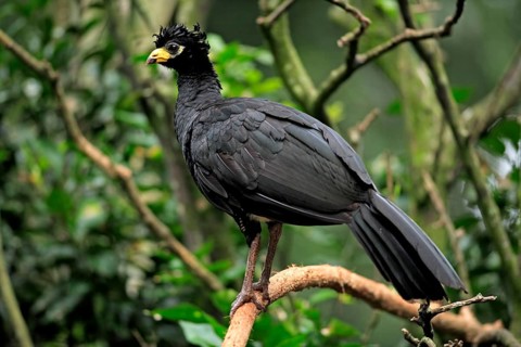 Bare-faced Curassow (Crax fasciolata), male, Pantanal, Brazil, South America