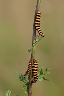 Blood bear (Tyria jacobaeae), caterpillars, scallop bear